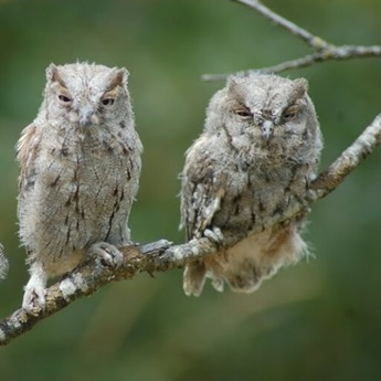 Imagen de la actividad Aves nocturnas
