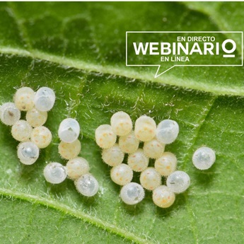 Imagen del webinario: Huevos de artr&oacute;podos