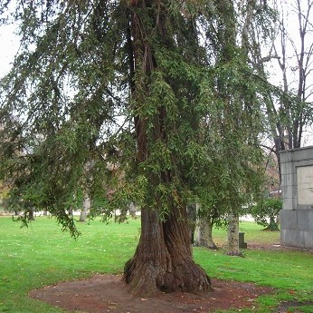 Itinerario: &Aacute;rboles ex&oacute;ticos de El Retiro