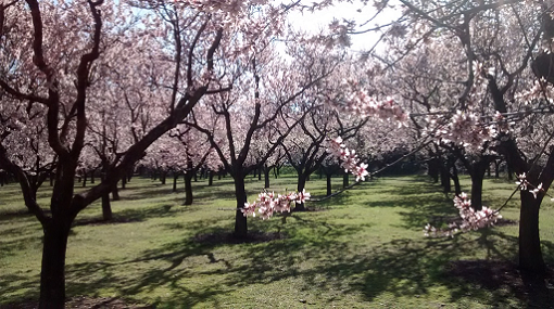 Almendros en flor de la Quinta de los Molinos. Autor: Valent&iacute;n Castellanos Mart&iacute;n